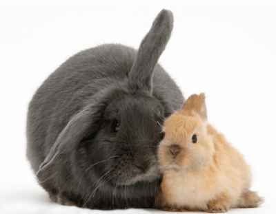 odd rabbit couple