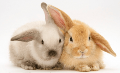 snuggle bunnies