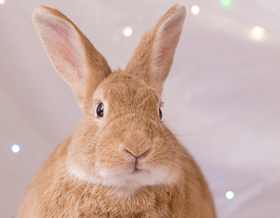 unhappy rabbit