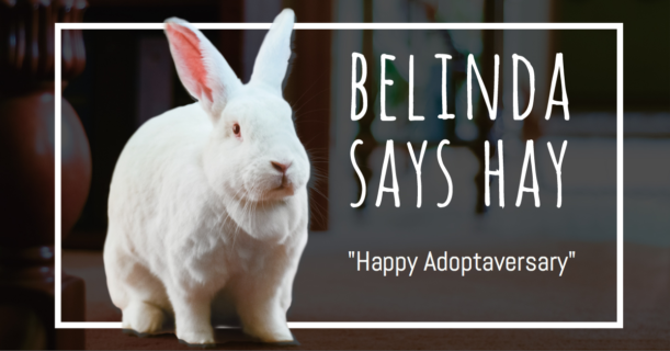 belinda the rabbit says hay happy adoptaversary
