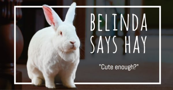 belinda the rabbit says hay cute enough