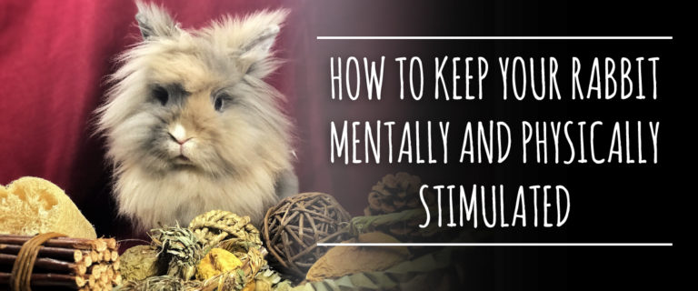 keep rabbit mentally and physically stimulated