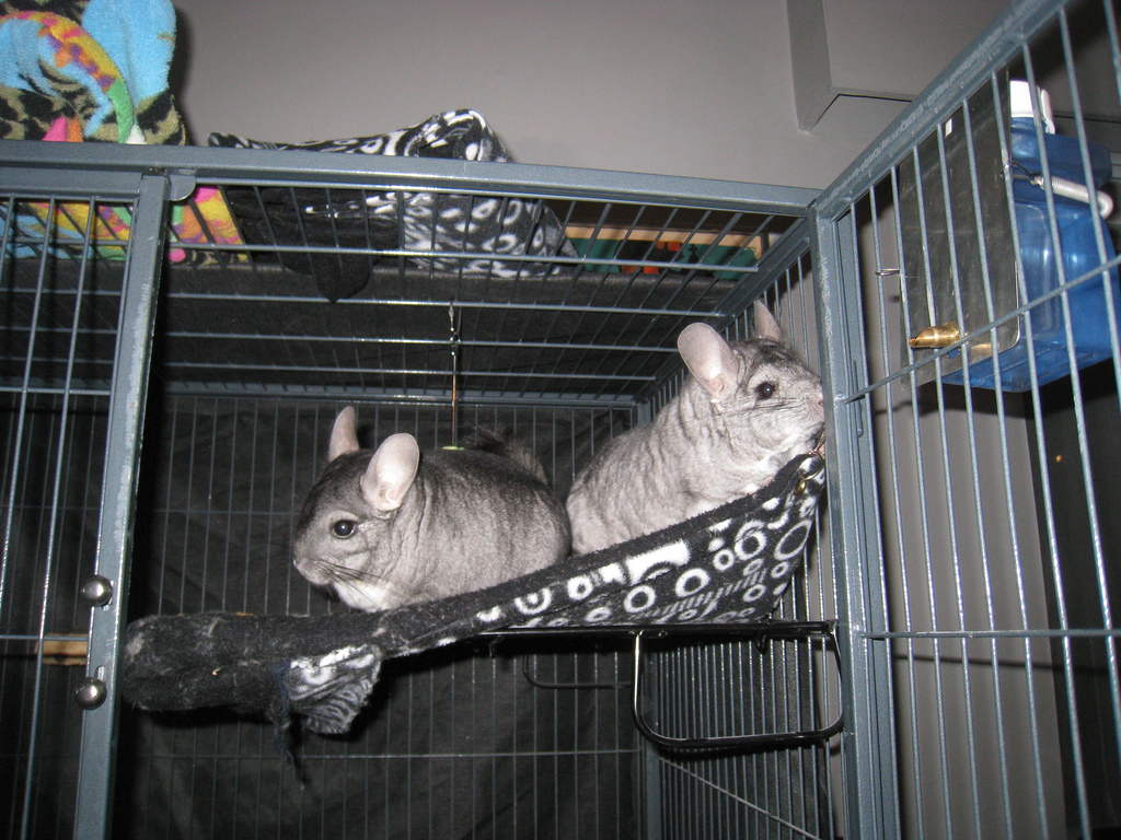 Your Castle Awaits Creating The Perfect Chinchilla Cage Small Pet Select