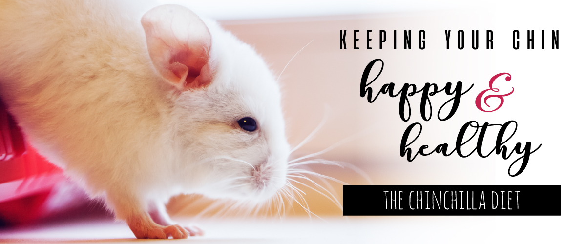 Keeping Your Chin Happy & Healthy The Chinchilla Diet