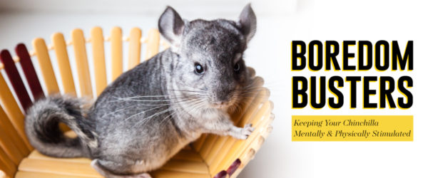 chinchilla boredom busters