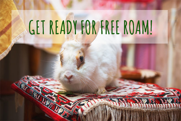 rabbit free roaming