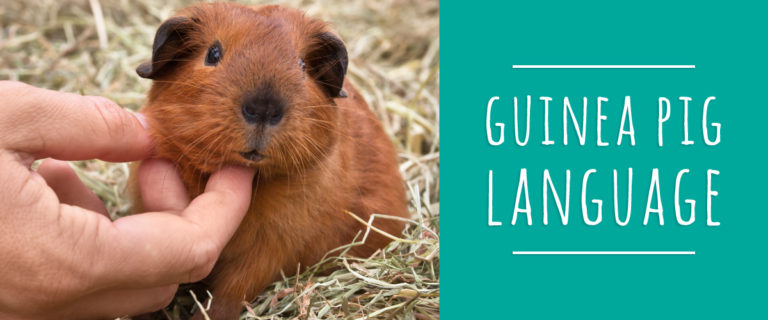guinea pig language