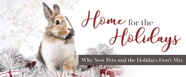 rabbit sitting on tinsel with christmas presents