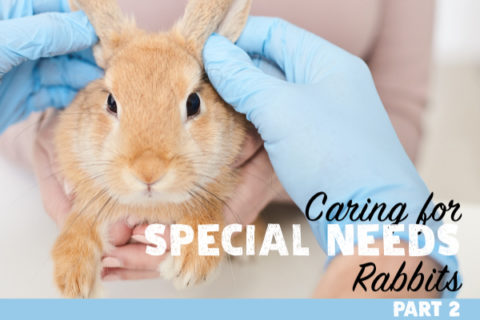 rabbit getting a check up