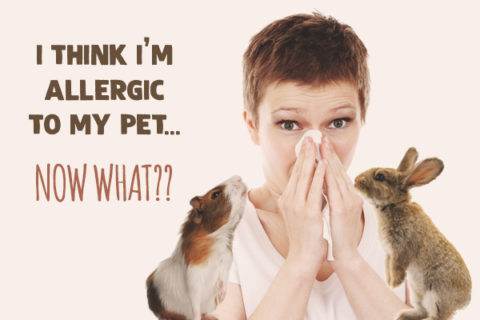 allergic to your pet