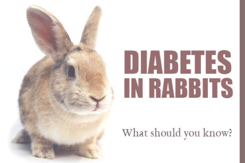 rabbits with diabetes