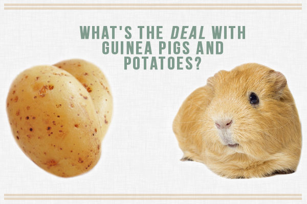 guinea pig looking at potato