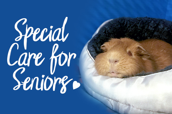 67the average lifespan for a guinea pig is about five to seven