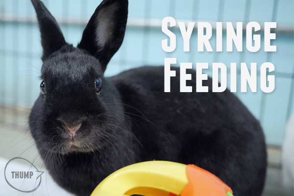 Syringe Feeding Your Rabbit | Small Pet Select Blogs | Small Pet Select