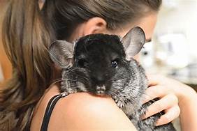 chinchilla bonding with owner