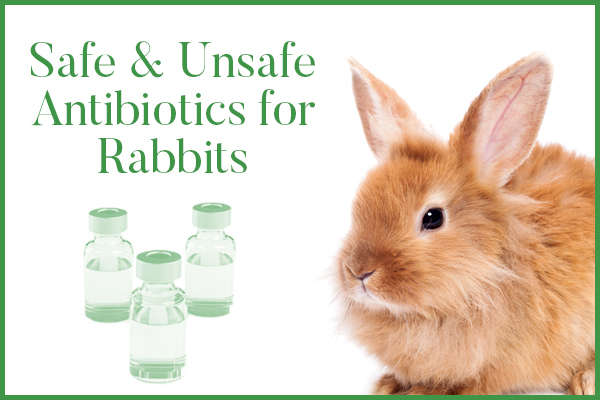 Terramycin for chickens rabbits