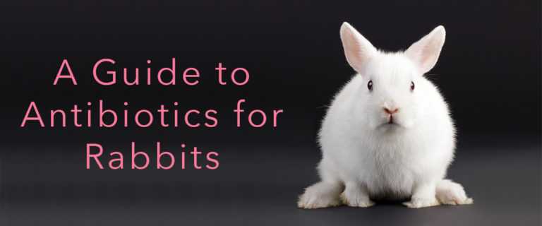 a guide to antibiotics for rabbits