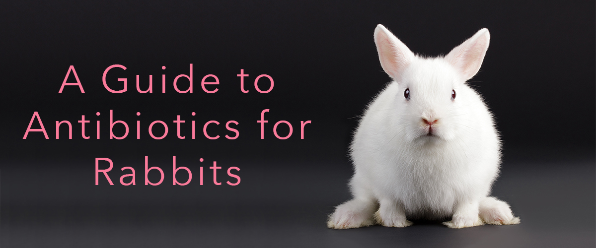 what diseases can rabbits give to dogs