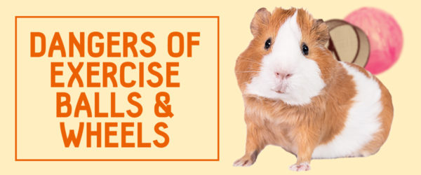 dangers of exercise balls and wheels for guinea pigs
