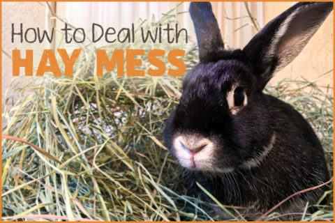 Containing Rabbits’ Hay Mess | Small Pet Select Blogs | Small Pet Select