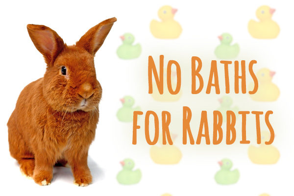 dont bathe your rabbit