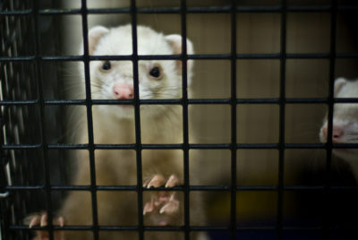 ferret_behind_bars