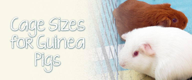what size guinea pig cages should be