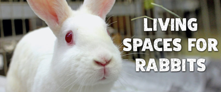 acceptable rabbit living spaces