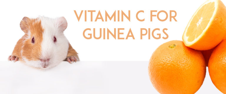 Guinea Pigs and vitamin c