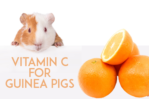 Picture of Plenty of vitamin C should always be on the menu for our piggies ...