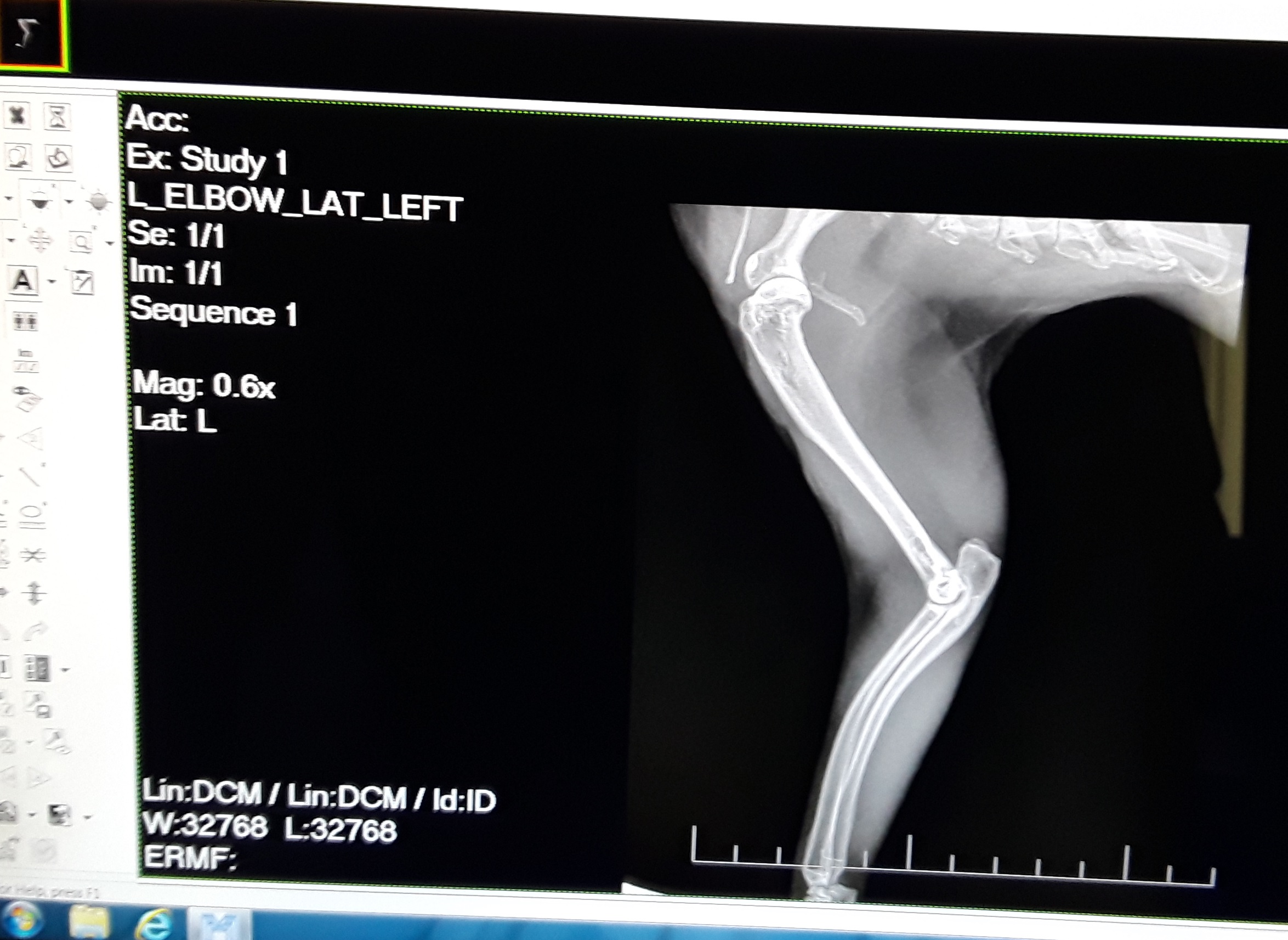 X-ray of rabbit elbow belinda