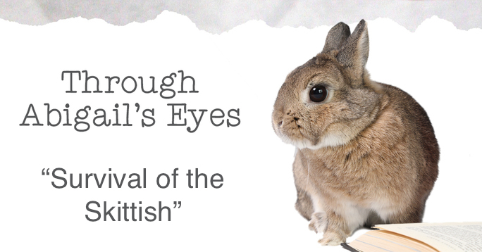 abigail survival of the skittish