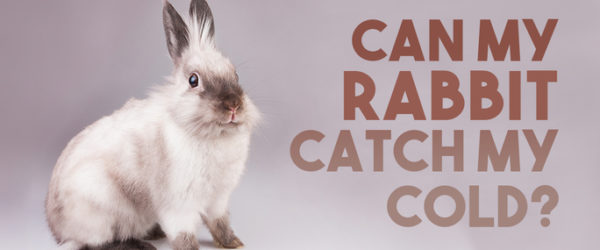 can rabbits catch a cold