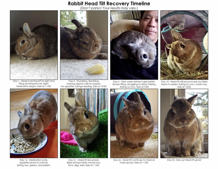 Head Tilt in Rabbits... How You Can Help Your Bunn. Small Pet Select