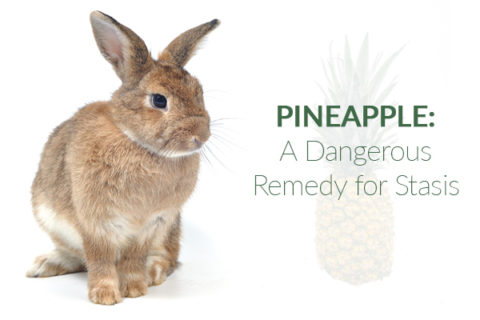 rabbits and pineapples don't mix