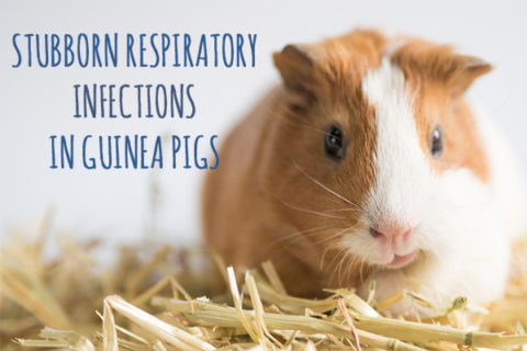 Image showcasing Stubborn Respiratory Infections in Guinea Pigs | Small Pet Select Blogs ...