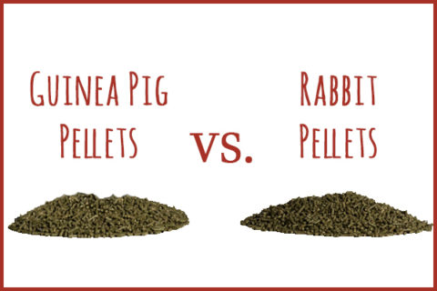 guinea pig pellets vs. rabbit pellets