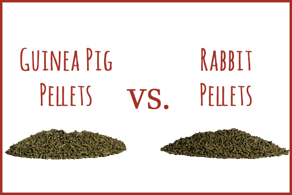 Can Guinea Pigs Eat Rabbit Pellets 