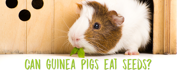 Can Guinea Pigs Eat Seeds Small Pet Select Blogs Small Pet Select