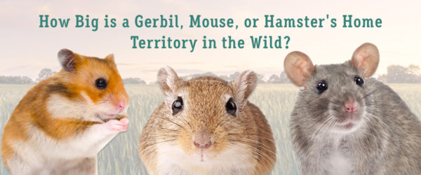 How much room does a gerbil, hamster to mouse need?