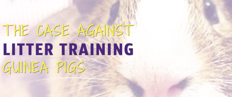 litter training Guinea Pigs