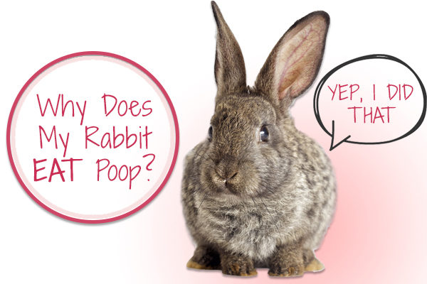Why rabbits eat poop