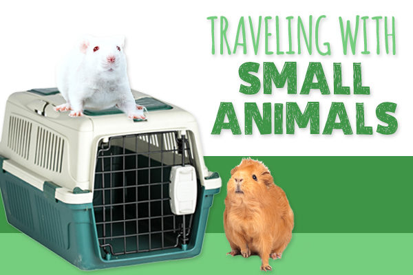 traveling with small animals