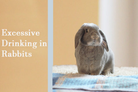 excessive drinking in rabbits