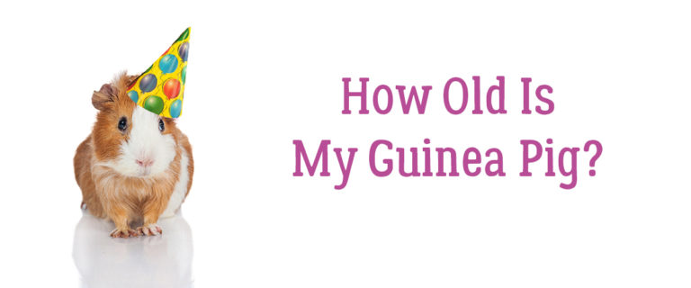 Guinea Pig Age is Important. How Old is Mine?