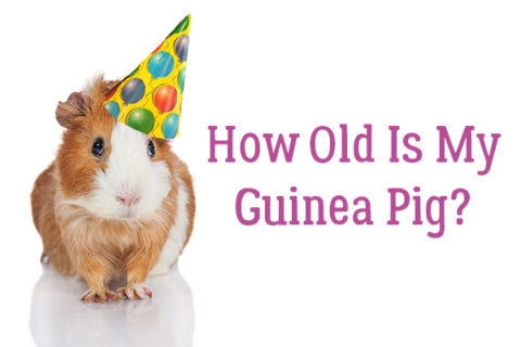 Guinea Pig Age Chart