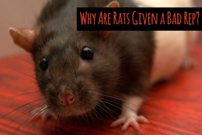 Rat reputation: Why are these lovable pets thought of as disgusting ...