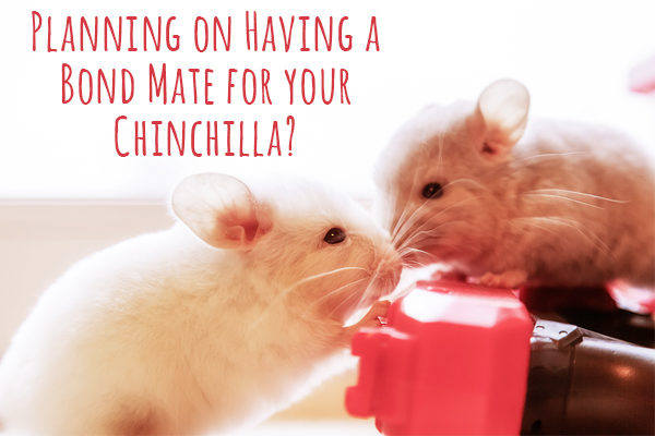 Chinchilla Bond Mates, if you don't double check, can lead to unwanted pregnancy when adopting