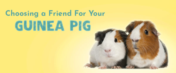 Choosing a friend for your guinea pig
