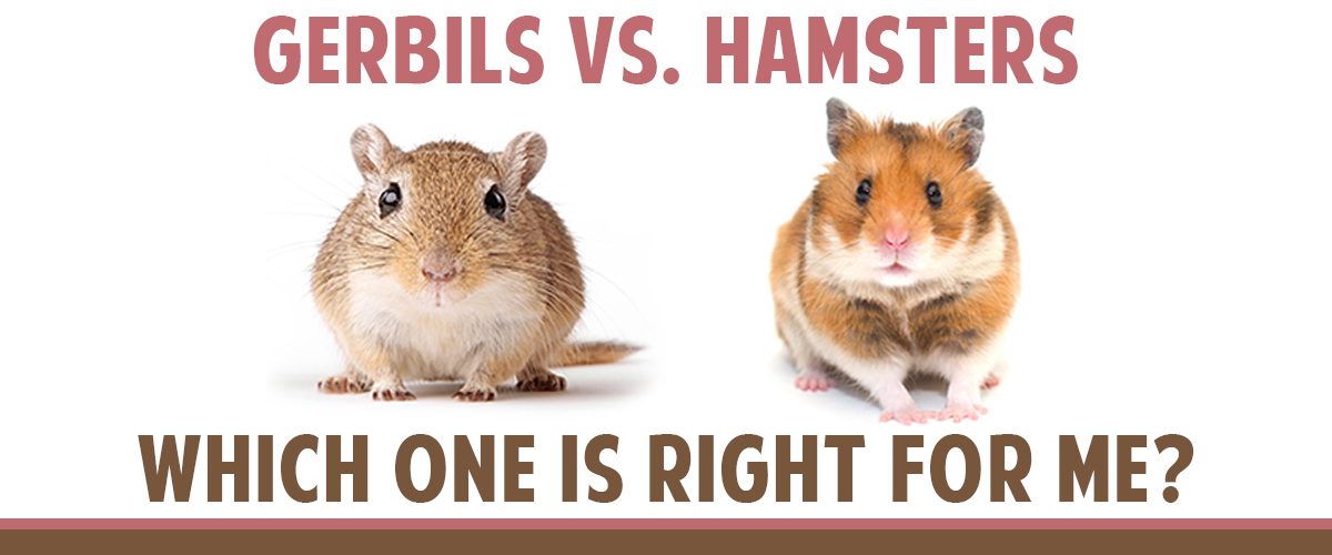 spiral vakitli Yoğurmak  Gerbils vs. Hamsters as Pets: How to Choose | Small Pet Select